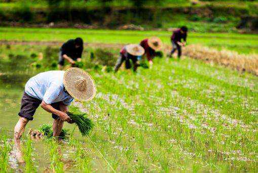 建立农民退休制度，本质要靠激发农村产业活力